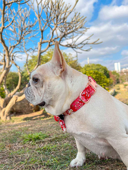 Dog Red Flower Collar - Frenchiely