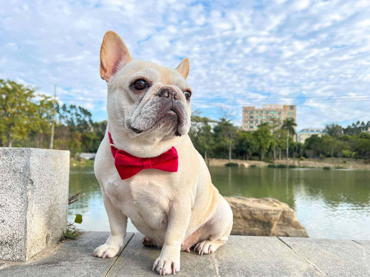 Dog Red Heart Velvet Collar - Frenchiely