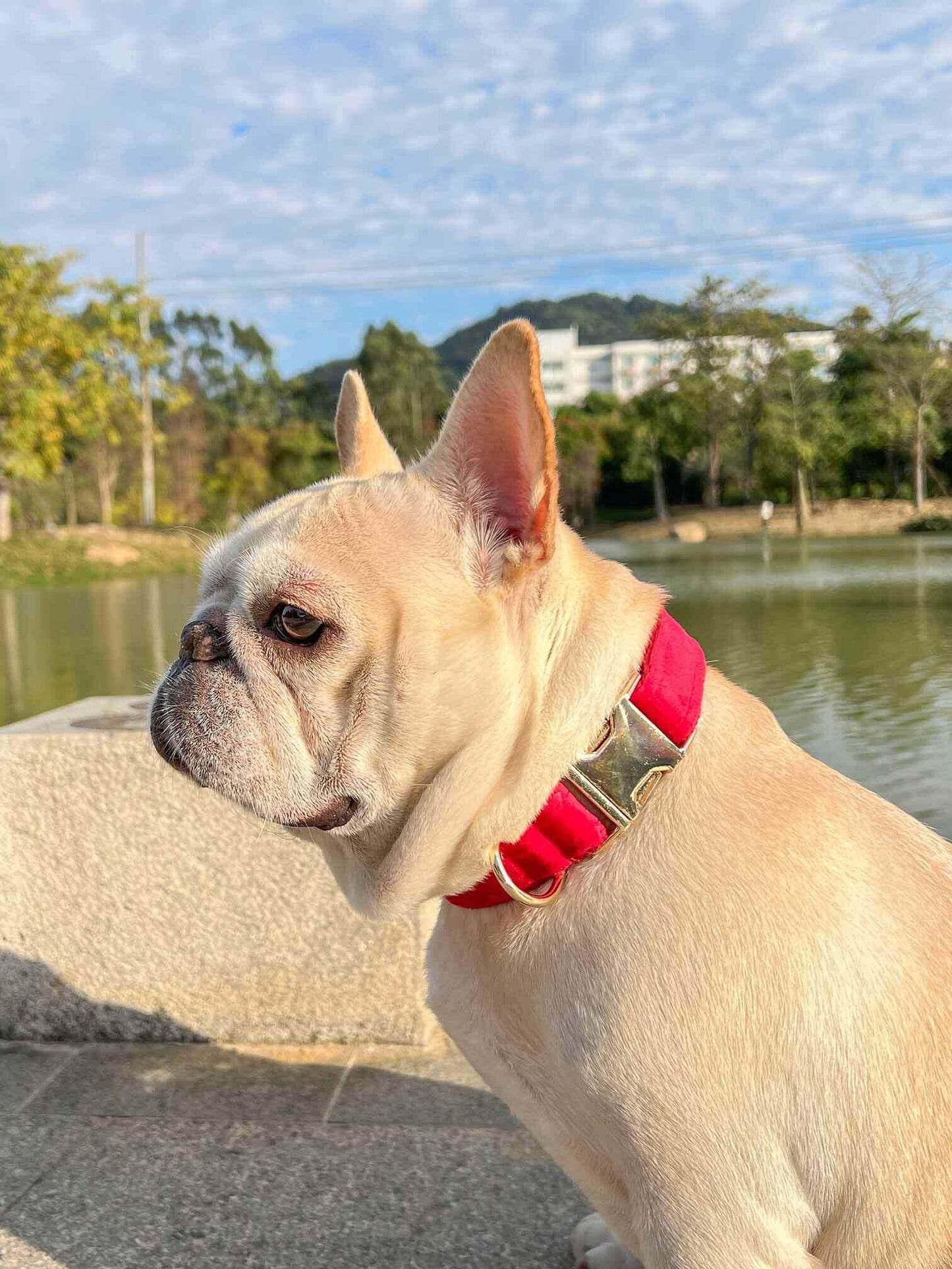 Dog Red Heart Leash Set - Frenchiely