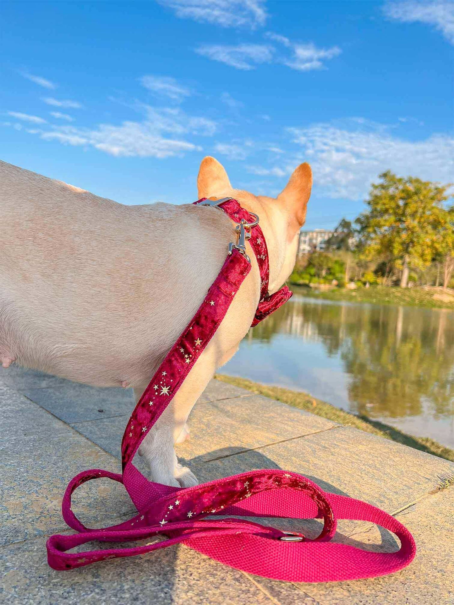 Dog Red Velvet Leash Set - Frenchiely
