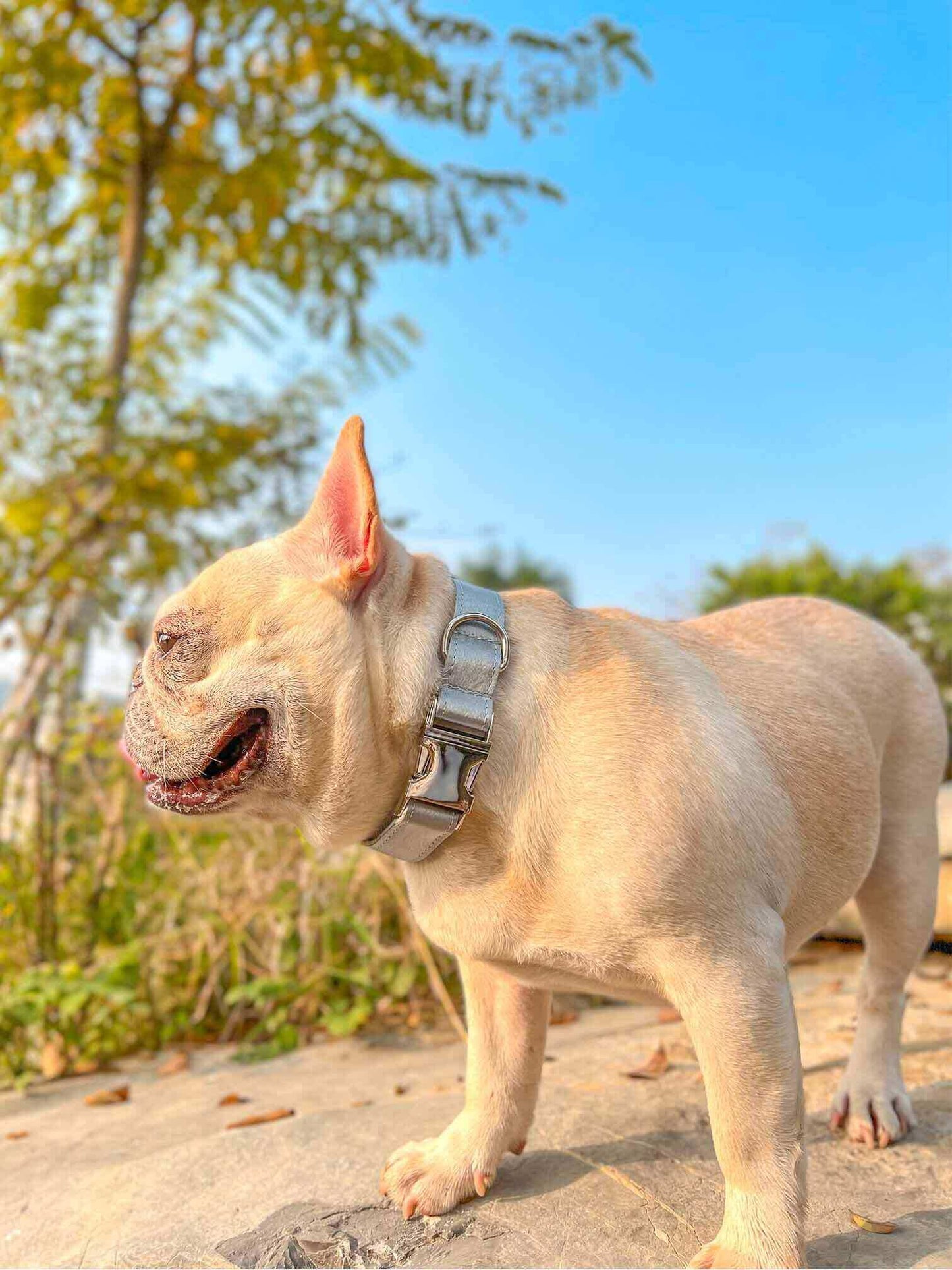 Dog Silvery Collar - Frenchiely