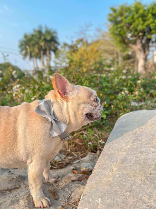 Dog Silver Collar Leash Set - Frenchiely