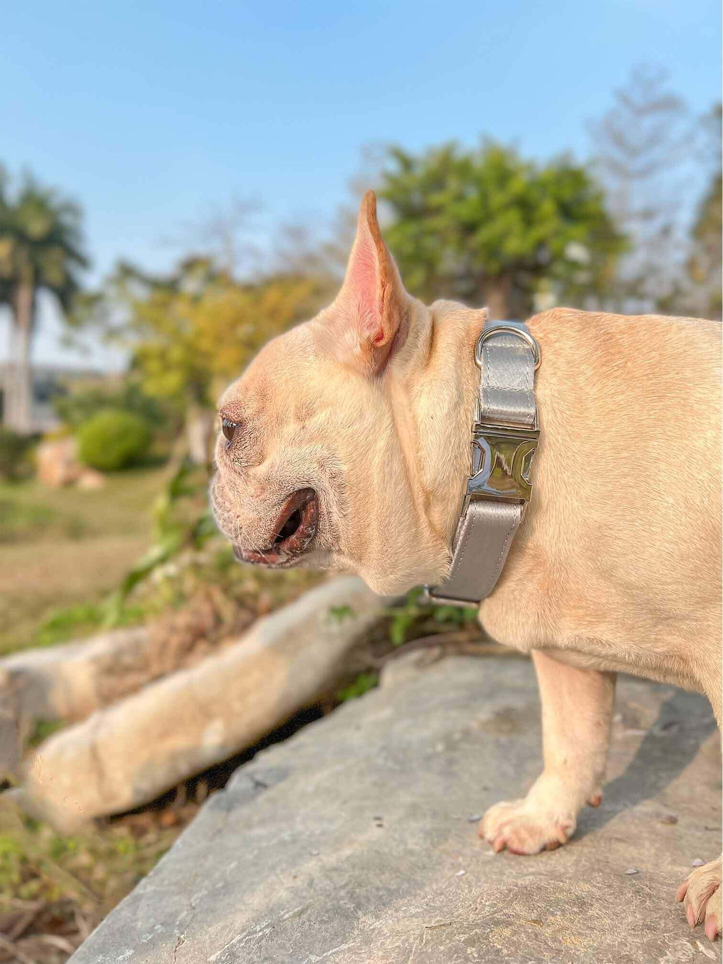 Dog Silver Collar Leash Set - Frenchiely