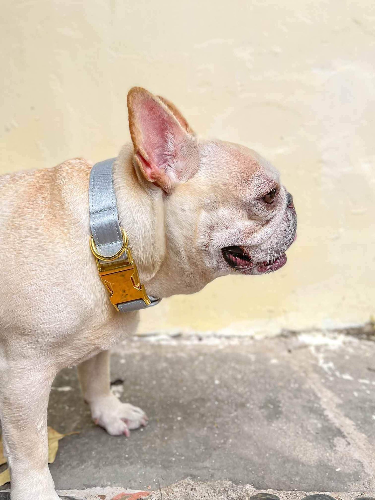 Dog Silver Collar - Frenchiely