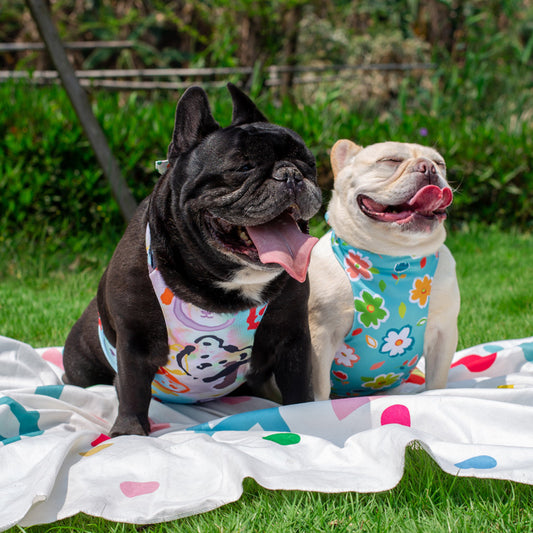 dog summer cooling vest for medium dog breedsd