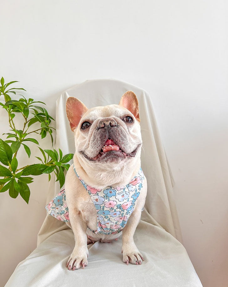 dog blue floral dress for small medium dogs by frenchiely