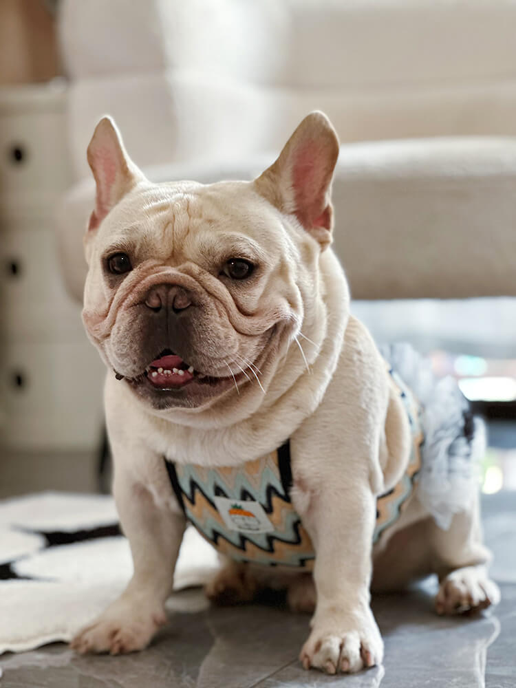 dog summer mesh breathable mesh dress