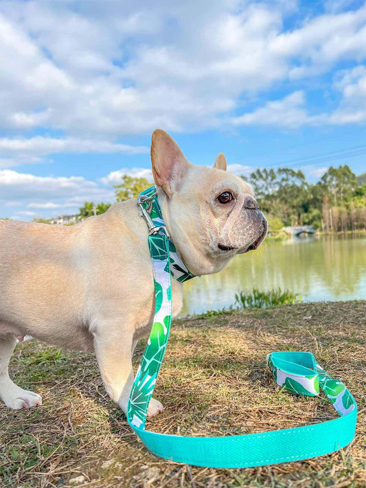 Dog Tropical Vibes Leash - Frenchiely