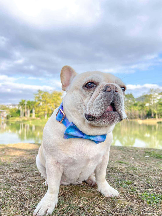 Dog Universe Collar Leash Set - Frenchiely