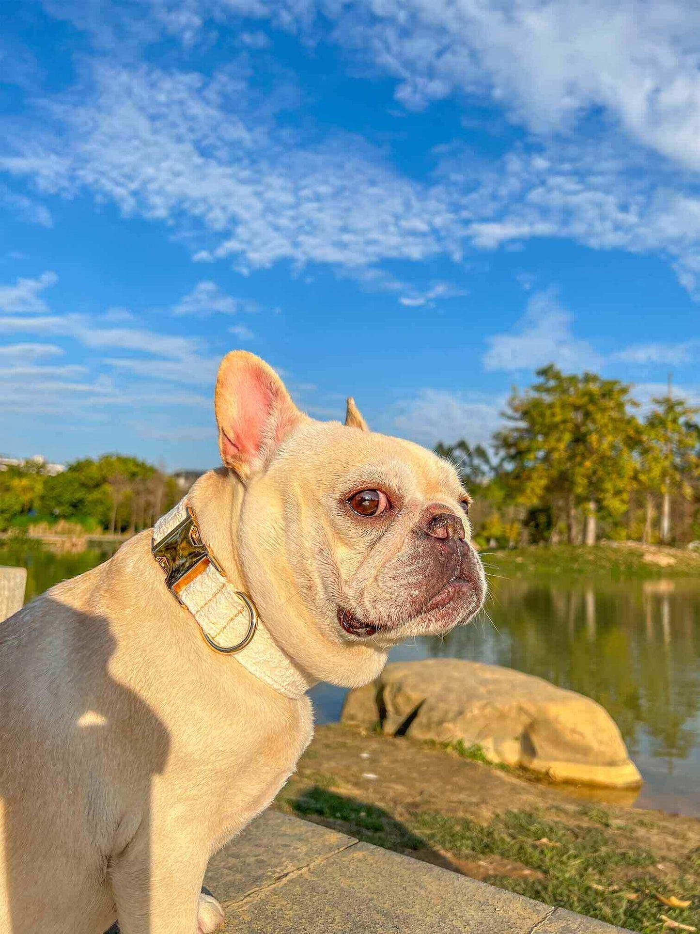 Dog White Lace Leash Set - Frenchiely