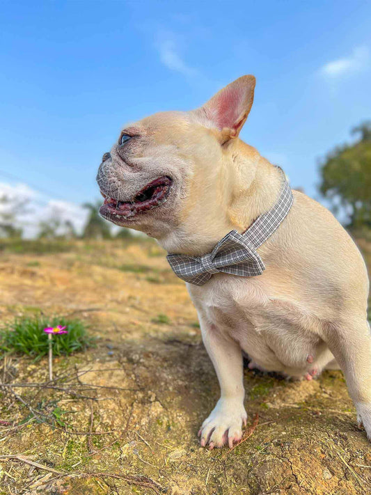 Dog White Plaid Collar - Frenchiely