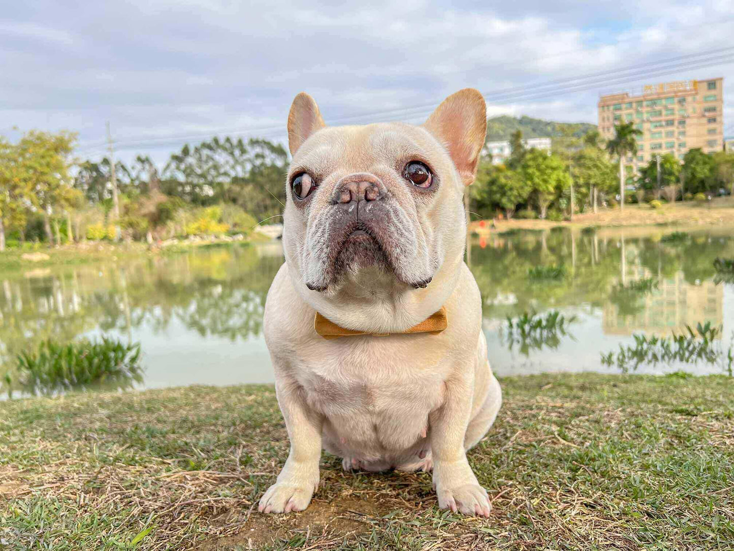 Dog Yellow Collar - Frenchiely