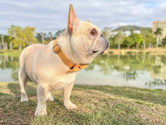Dog Yellow Collar Leash Set - Frenchiely