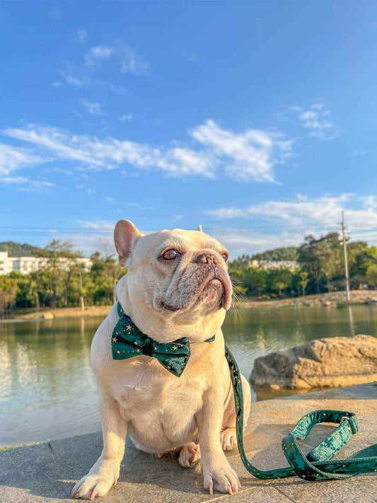 Dog Green Star Leash Set - Frenchiely