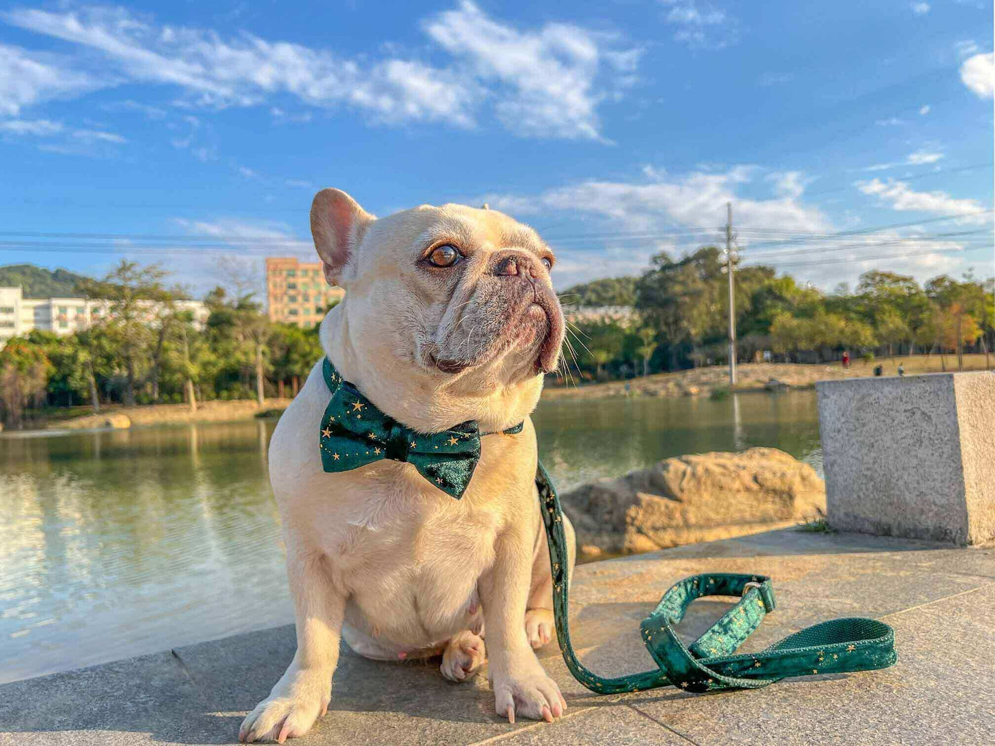 Dog Green Star Leash Set - Frenchiely