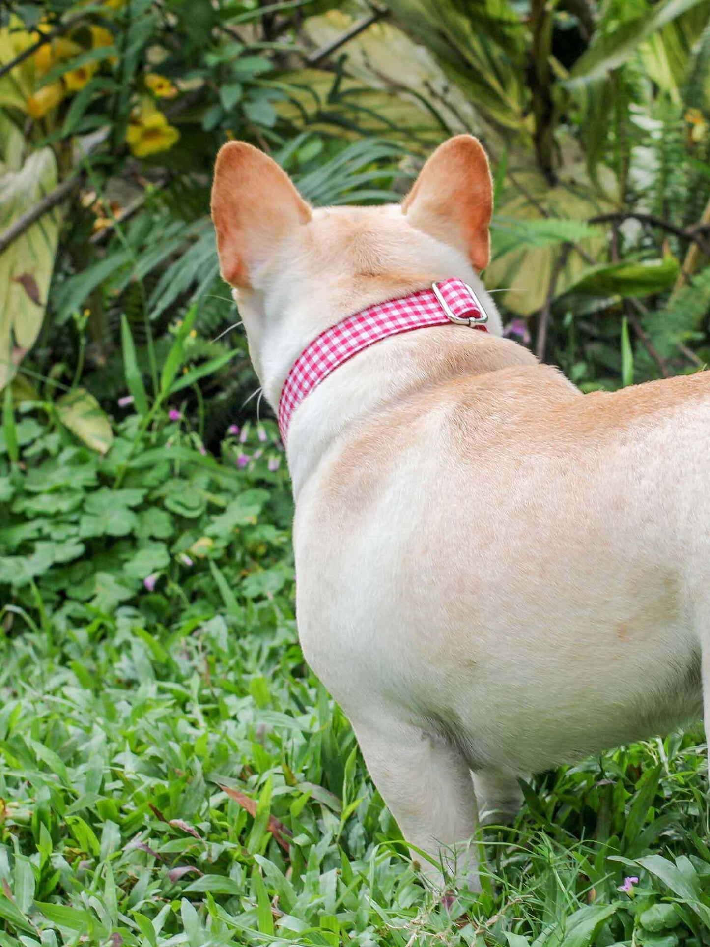 Dog Red Plaid Collar - Frenchiely