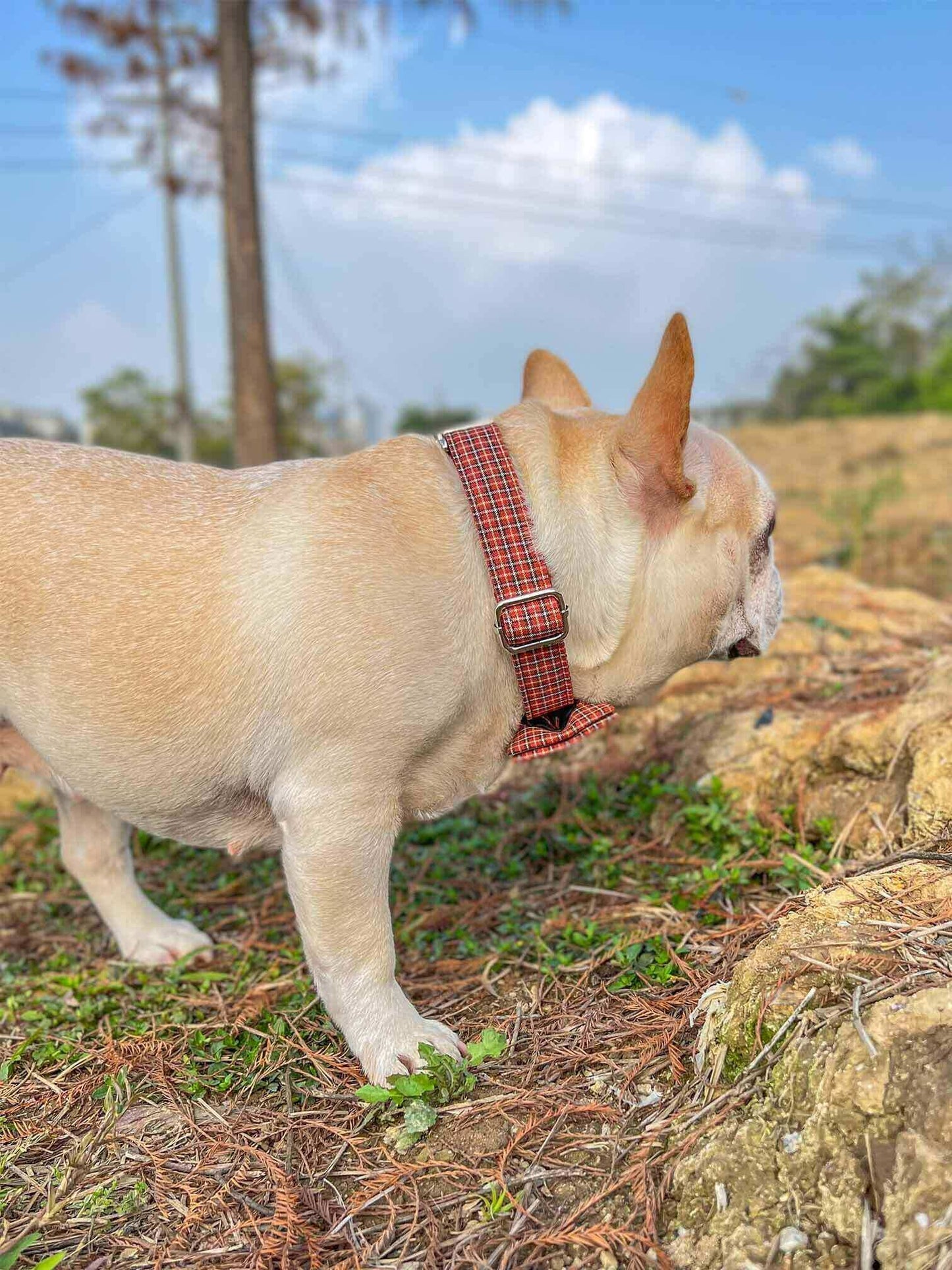Dog Red Plaid Collar - Frenchiely