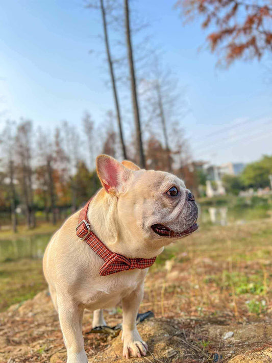 Dog Red Plaid Collar - Frenchiely