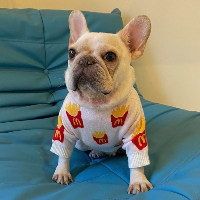 Dog Cute Mc Donald's Pullover Sweater for Small medium dogs by Frenchiely