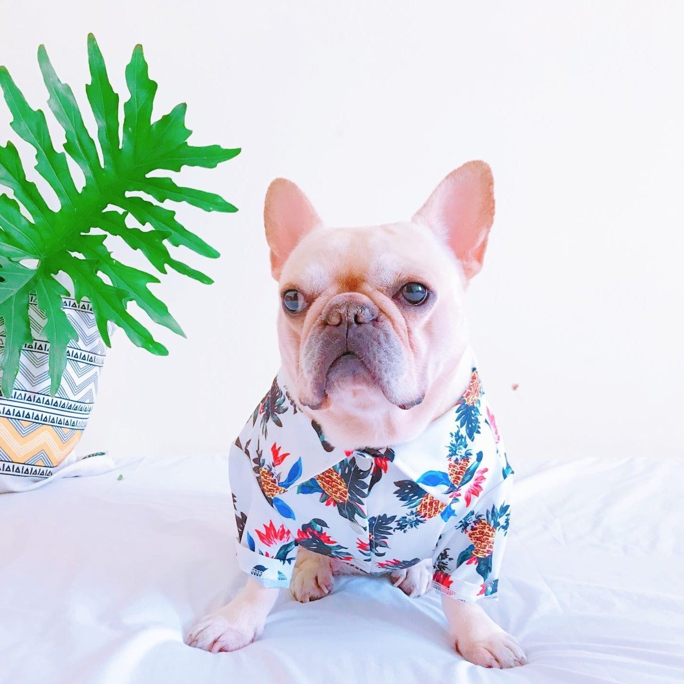 White Hawaiian shirts for French Bulldog - Frenchiely