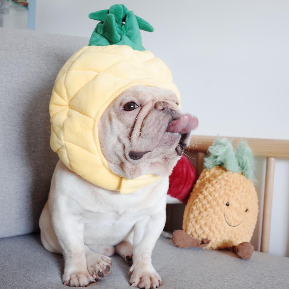 pineapple dog costume - Frenchiely