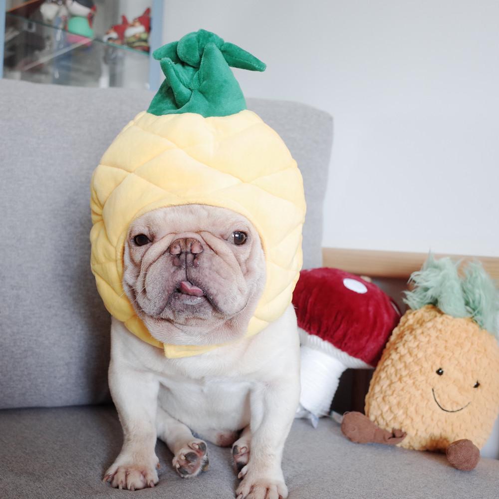 pineapple dog costume - Frenchiely