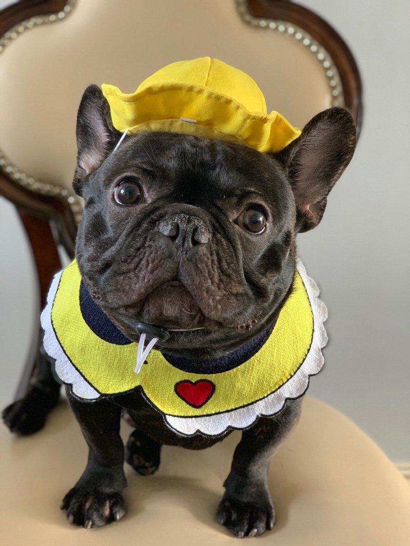 Dog Yellow Hat with Flexible String for Medium Dogs - Frenchiely