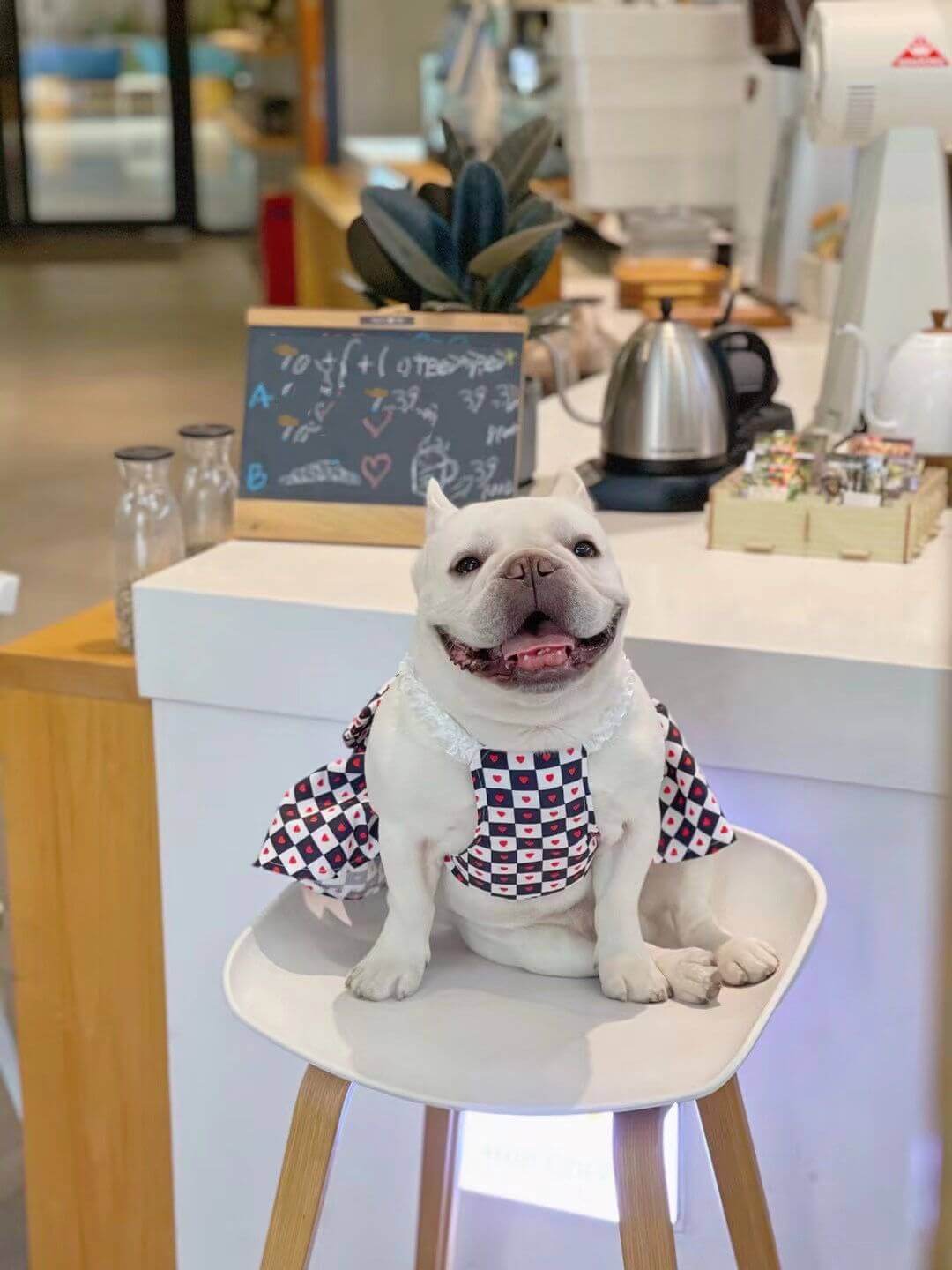 Dog Red Bow Tie Dress FOR FRENCH BULLDOGS BY FRENCHIELY