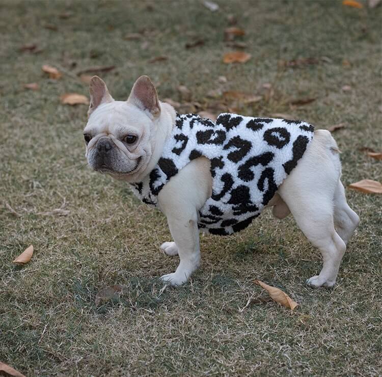 Dog Cow Winter Jacket Coat for French Bulldogs by Frenchiely 0