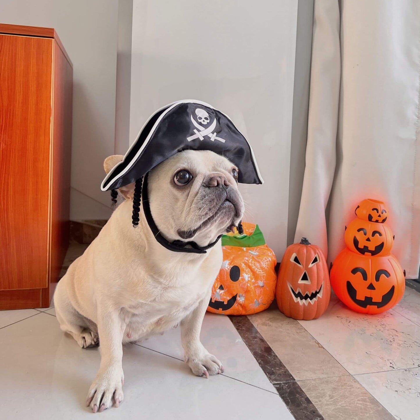 skeleton dog halloween for small medium dogs