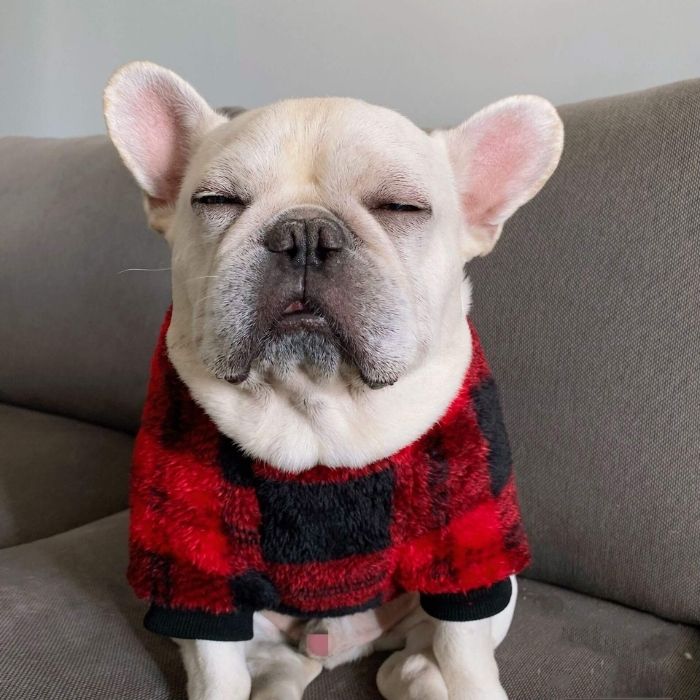 Dog Plaid Pullover Sweater for Bulldogs by Frenchiely