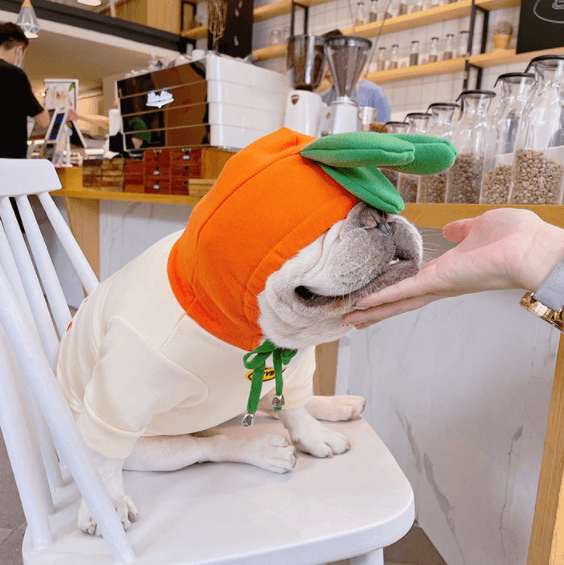 Dog Halloween Cartoon Carrot Costume Hoodies for small medium dogs by Frenchiely 01