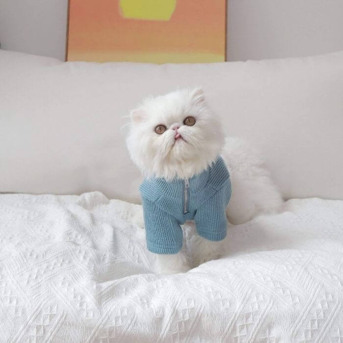 Dog Zipper Up Sweatshirt - Frenchiely