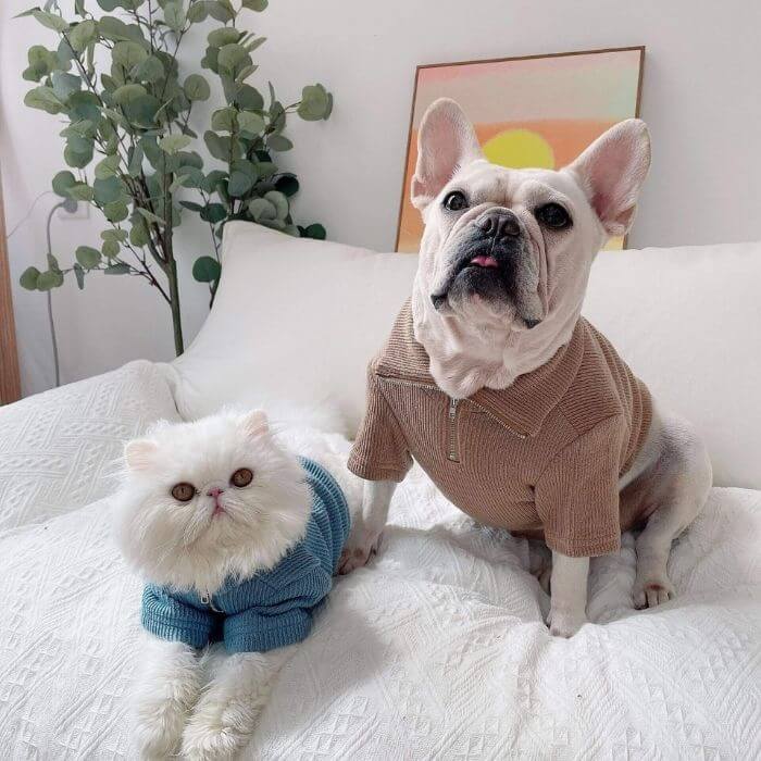 Dog Zipper Up Sweatshirt - Frenchiely