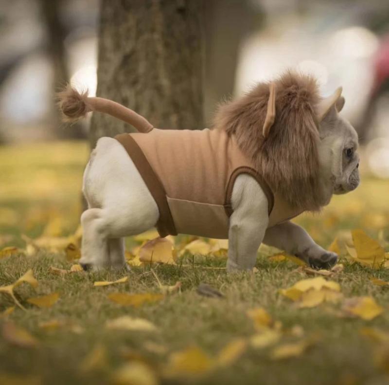 french bulldog lion costume - Frenchiely