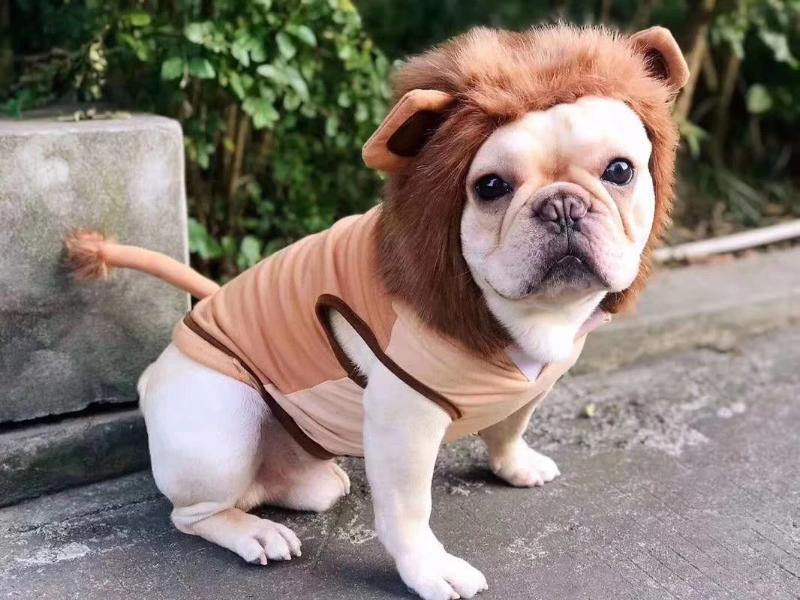 french bulldog lion costume - Frenchiely