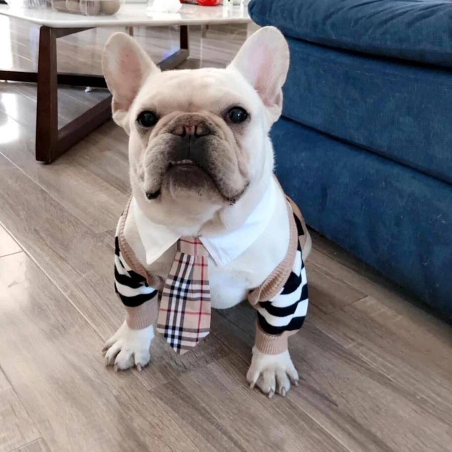 Striped Cardigan Sweater with Bow Tie for French Bulldog - Frenchiely