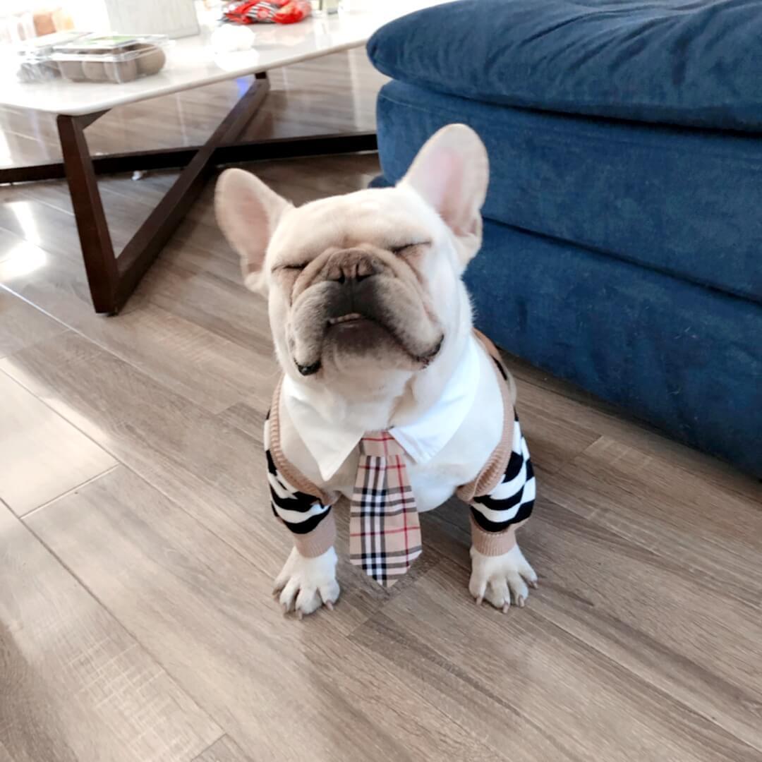 Striped Cardigan Sweater with Bow Tie for French Bulldog - Frenchiely