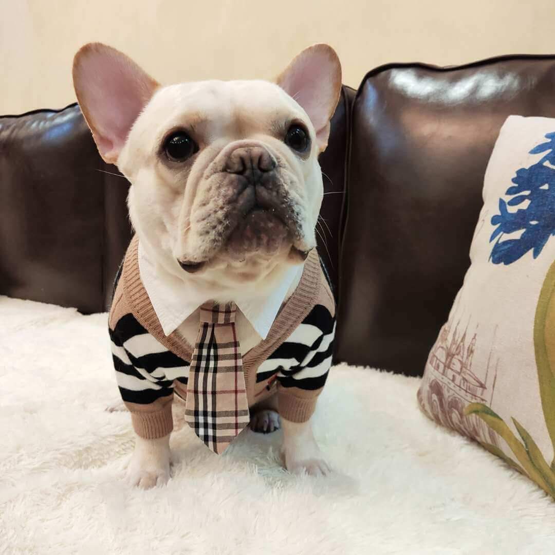 Striped Cardigan Sweater with Bow Tie for French Bulldog - Frenchiely
