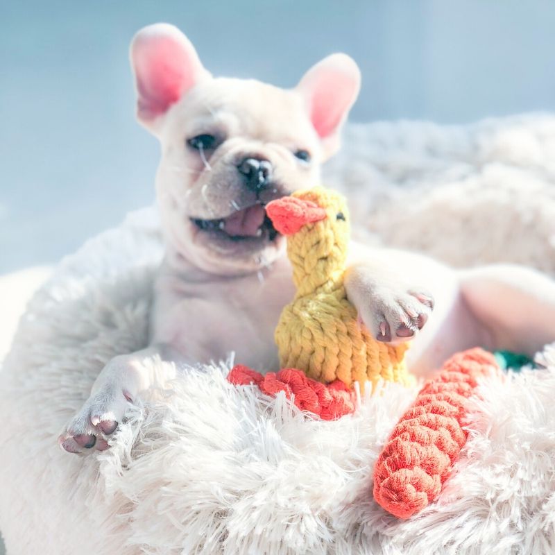 Puppy Frenchie Chewing Rope Toy Duck  Medium Dogs Chewing Toys – Frenchiely