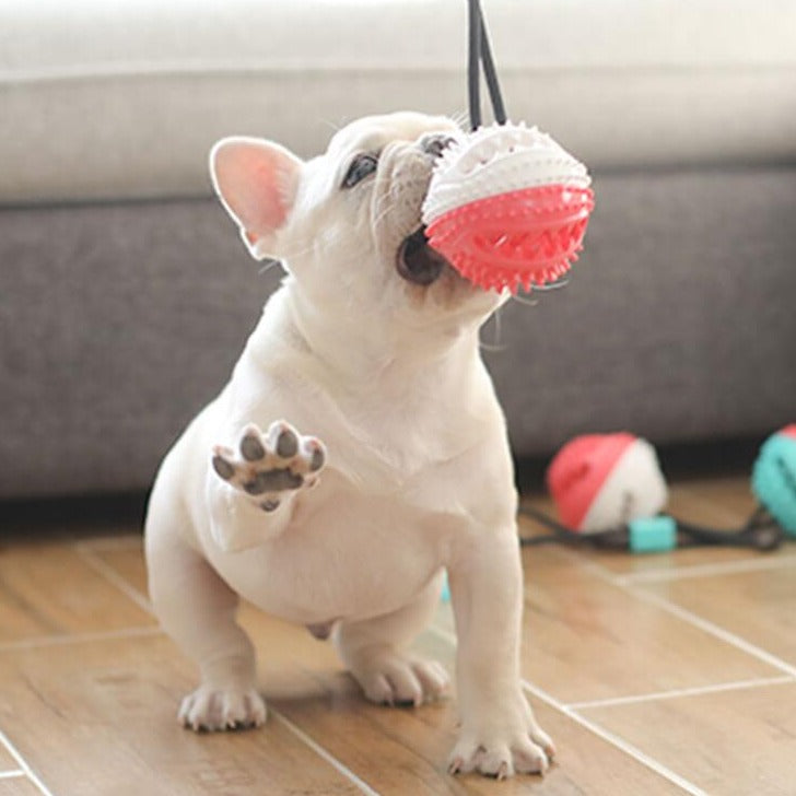 Dog Multifunction Floor Suction Cup Dog Toy Ball - Frenchiely