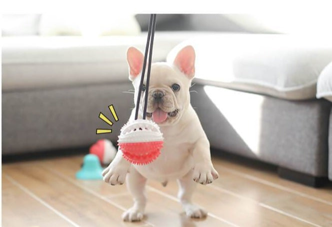 Dog Multifunction Floor Suction Cup Dog Toy Ball - Frenchiely