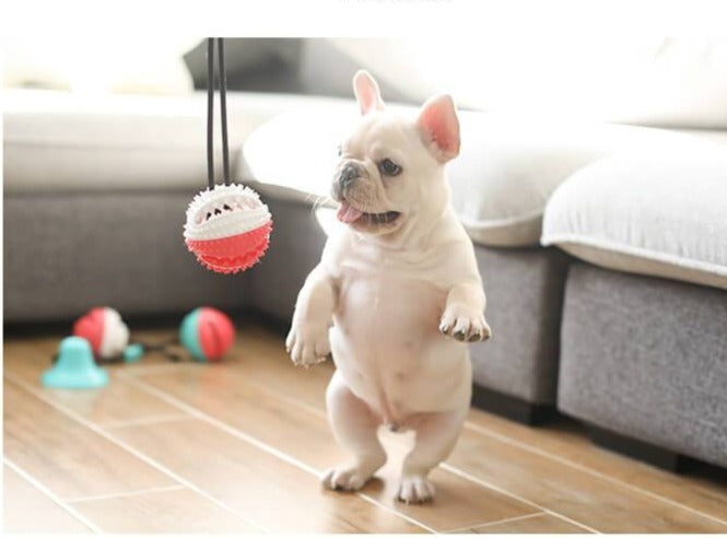 Dog Multifunction Floor Suction Cup Dog Toy Ball - Frenchiely