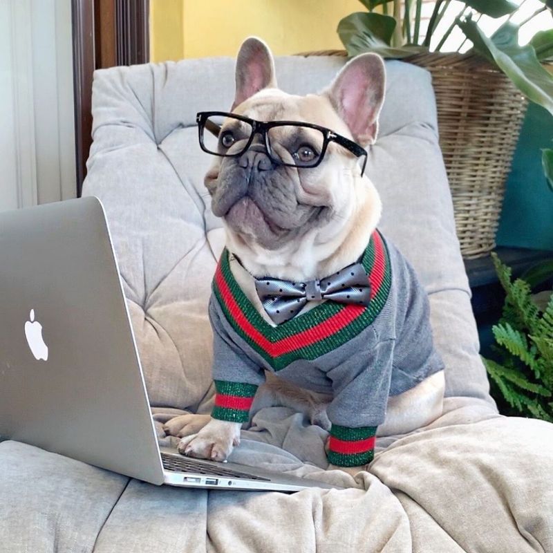 French Bulldog Sweaters V-Neck Shiny Fabric Sweater - Frenchiely