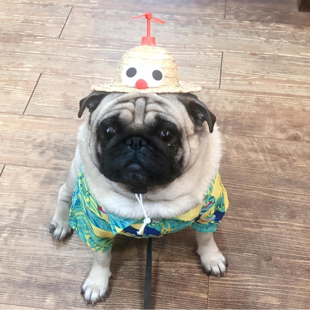 Dog Spinning Straw Hat for French Bulldog - Frenchiely