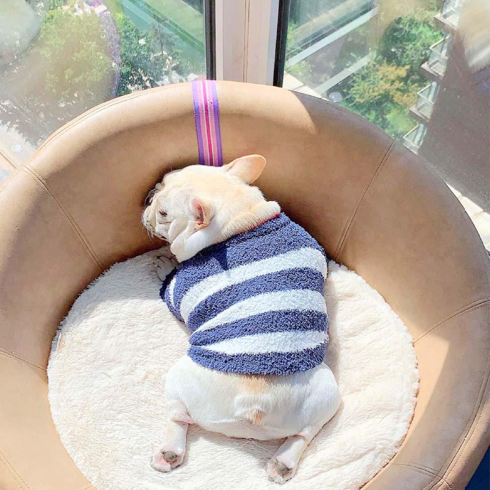 French Bulldog Puppy Sweater - Frenchiely