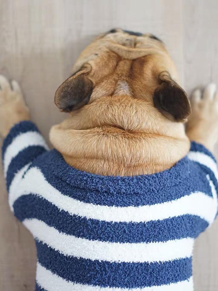 French Bulldog Puppy Sweater - Frenchiely