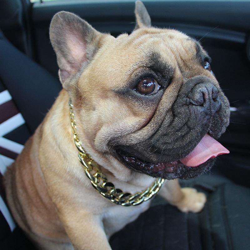 Golden Plastic Dog Chain for French Bulldog - Frenchiely