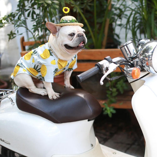 Dog Sunflower Straw Hat for Medium Dogs - Frenchiely