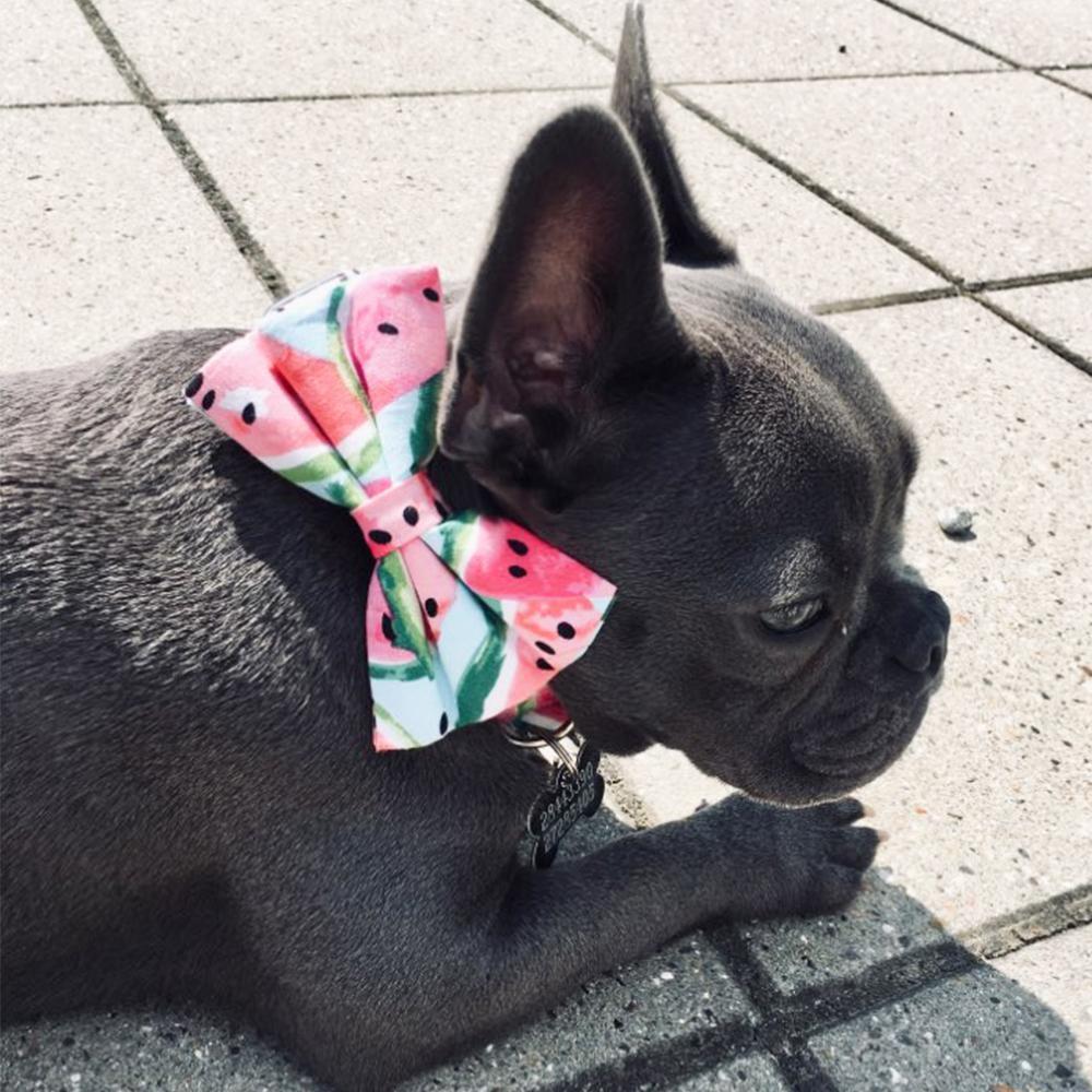 Dog Watermelon Collar Bow tie for Small Dogs - Frenchiely